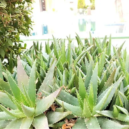 شقة Ecaterina تورّيفيِخا